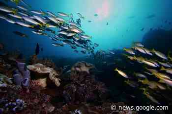 Fish sounds could help scientists understand their ocean world - Saanich News