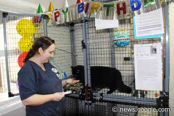Herby the black cat seeks fur-ever home on Vancouver Island - Saanich News