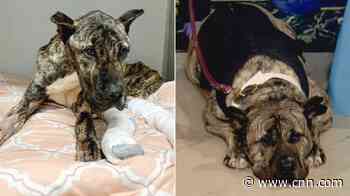 See emaciated shelter dog's incredible transformation