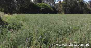 Productive farm offered with subdivision position