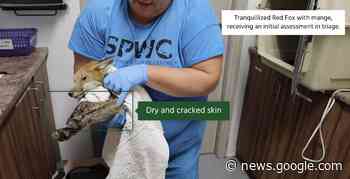 Sandy Pines course teaches how to respond to wildlife in distress - The Intelligencer