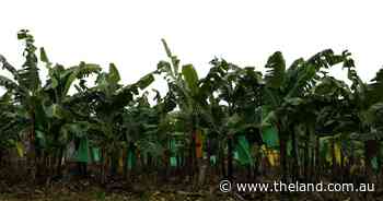 Papyrus Australia shareholders left enraged