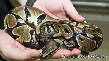 'Animals will suffer': Groups ask Saskatoon not to allow snakes as pets