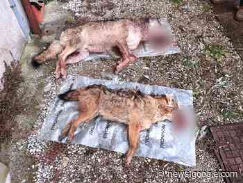 Fauna: recuperato a Celarda (Feltre) uno sciacallo dorato annegato ... - Radio Club 103