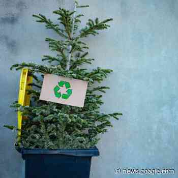 Ophaling kerstboom - Stad Diest