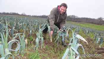 Bioland Hof Großholz denkt an SoLaWi Schwansen - shz.de