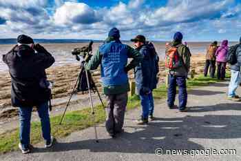 RSPB Burton Mere Wetlands visit Parkgate for High Tide Watch event - Wirral Globe