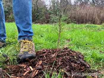 More than 1000 new trees to be planted on Wirral - Wirral Globe