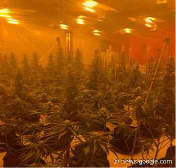 Drugs and weapons seized as crackdown on organised crime ... - Wirral Globe