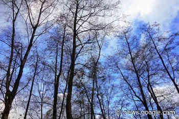 Inwoners van gemeente Moerdijk gaan kansarme bomen redden - Ons West Brabant