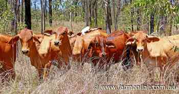 Breeder country to run 150 cows