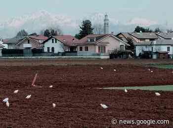 A Cogliate un campo pieno di aironi bianchi - ilSaronno