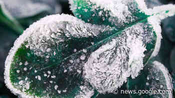 Schnee im Garten: Blumen gießen im Winter nicht vergessen - fehmarn24.de
