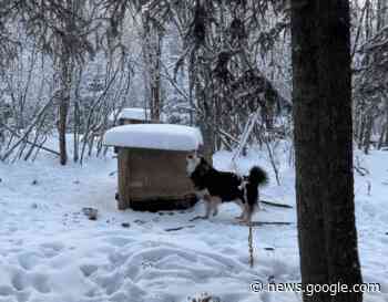 Prince George BC SPCA caring for ten dogs after guardian ... - My PG Now