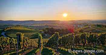 Goldenen Stunde im Hohenloher Weinberg - Neuenstein - http://meine.stimme.de/
