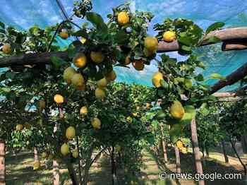 Campania, 23 milioni di euro alle imprese agricole che hanno subito ... - Positano Notizie