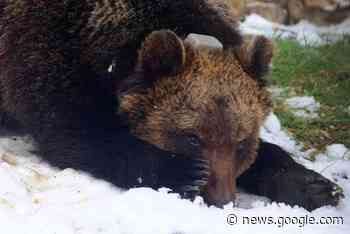 L'Abruzzo dice addio al suo simbolo, l'orso Juan Carrito è morto ... - Positano Notizie
