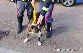 Napoli, cane solo e spaventato sull'autostrada A1: gli agenti ... - Positano Notizie
