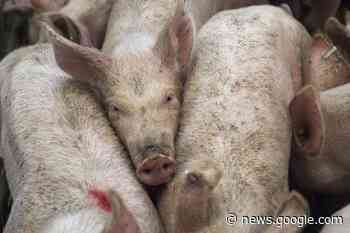 Hong Kong, maiale si ribella e uccide il macellaio in un mattatoio - Positano Notizie