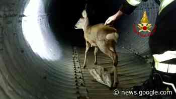 Caselette, capriolo cade in un canale di scolo: percorsi 300 metri ... - Positano Notizie