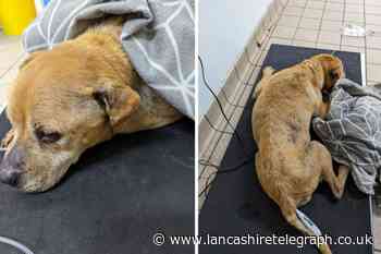 Burnley: Dog rescued after being abandoned and left to freeze