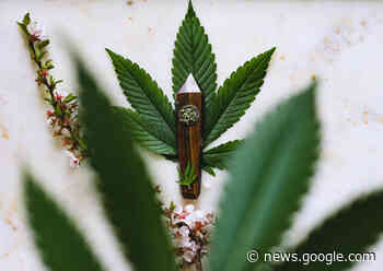 The Benefits of SEO for Cannabis Businesses and How to Get Started - Yucatan Magazine