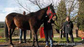 Siena, il cavallo Zentile dimesso dalla clinica del Ceppo - LA NAZIONE