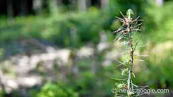 Forst- und Jagdausschuss tagt in Heiligenstadt | Eichsfeld - Thüringer Allgemeine