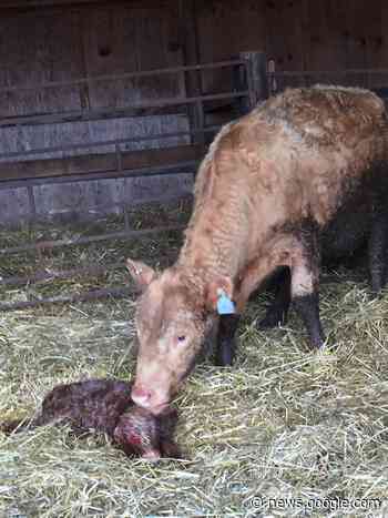 Tough testing process for foreign trained veterinarians ... - CochraneNow.com