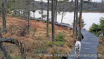 Magischer Harz: Auf dem Rundwanderweg um den Oderteich