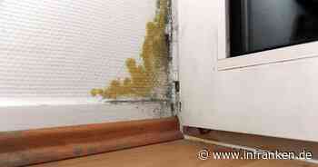 Verbände rechnen mit mehr Schimmelbefall in Wohnungen