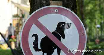 Haufenweise Ärger - Forst - DIE RHEINPFALZ - Rheinpfalz.de