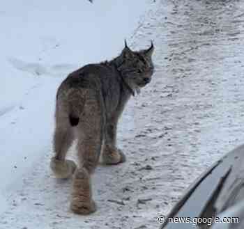 Unusual sight in a drive-thru in Cochrane - My Kapuskasing Now