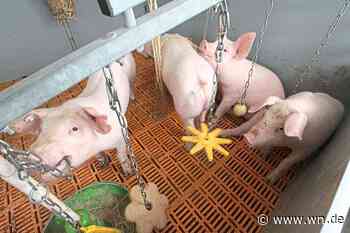 Einsatz für Landwirte: Schulze Bockeloh macht Druck auf Politik