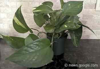 Pretty but toxic: Watch toddlers around these houseplants - The Reminder