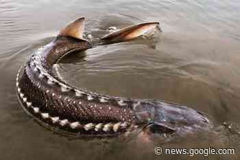 ECOLOGICAL COMMENT: Where have the white sturgeon gone ... - Creston Valley Advance