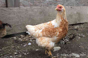 Ladysmith expects to create policy encouraging backyard chickens ... - Ladysmith Chronicle