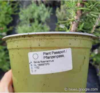 Terugroepactie voor een partij rozemarijn verkocht via tuincentra ... - TV Limburg