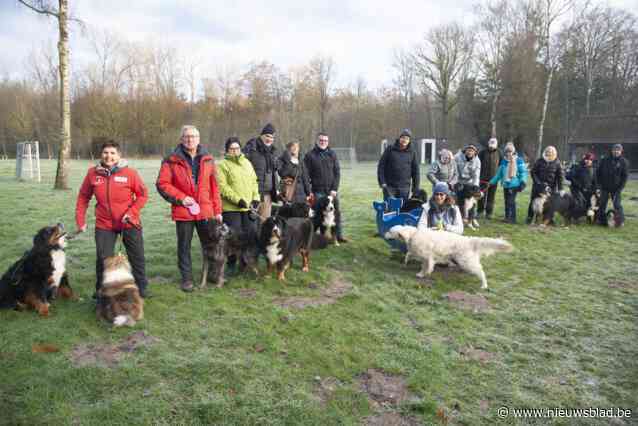 Tientallen Berner Sennenhonden strekken de pootjes in Groenhovebos