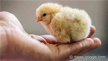 Ein Jahr Verbot des Kükentötens: Kommen jetzt die Tiere aus dem ... - NORDSEE-ZEITUNG
