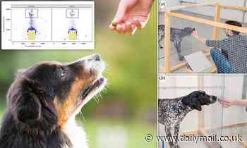 Dogs can tell if you're cruel or just clumsy - and judge you for it