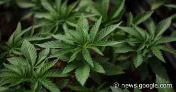 Cannabisplantage met 302 planten kost bewoonster van ... - Het Laatste Nieuws