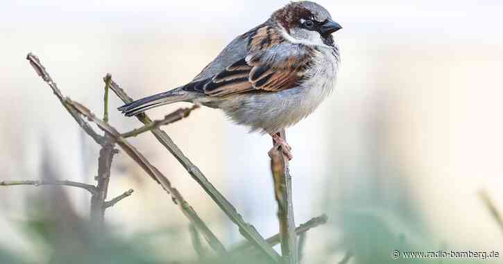 Milde Temperaturen sorgen für weniger Vogelsichtungen