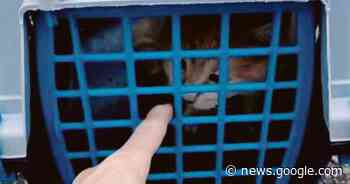 Abbandonano il micio di 5 mesi con giochi e lettiera - RovigoInDiretta.it