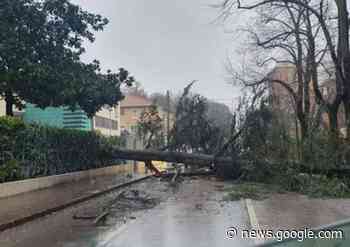 Carpi, crolla pianta in strada: colpita un'auto - La Pressa
