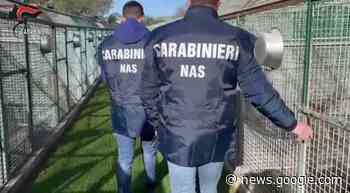 Controlli nei canili pubblici della Sicilia, nel mirino Catania e Palermo - NewSicilia