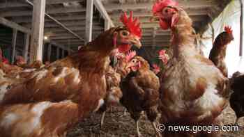 Where you can buy farm-fresh local eggs in Rhode Island - The Providence Journal