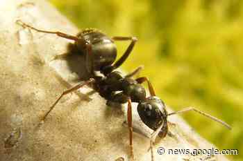 Ants detect scent of cancer in urine – research - St Helens Star