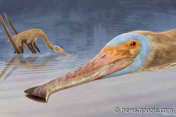 New pterosaur with more than 400 teeth unearthed in Germany - St Helens Star