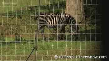 Remember when Zeke the Zebra picked a fight with a lion in 2005?